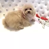 ティーカッププードル【徳島県・男の子・2025年1月31日・アプリコット】の写真7