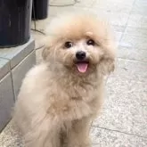 タイニープードル【徳島県・男の子・2024年9月6日・アプリコット】の写真5