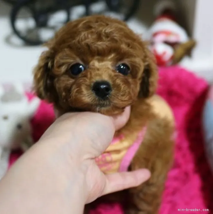 ID：2301-05170の子犬