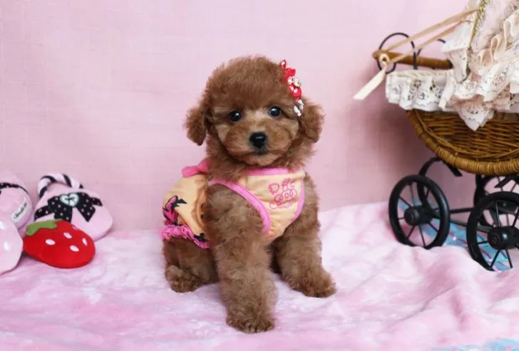 ID：1611-01882の子犬