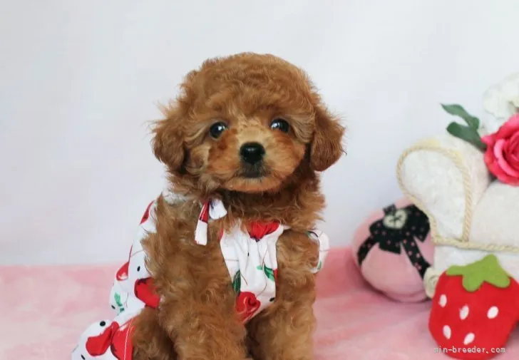ID:2111-00611の子犬