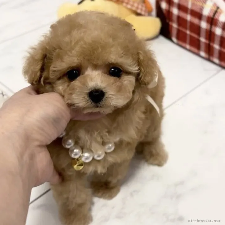 ID:2311-05874の子犬