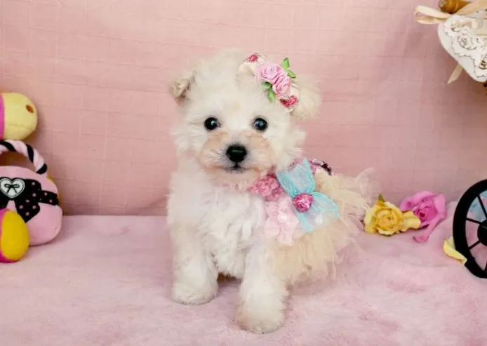 ID:1503-00283の子犬