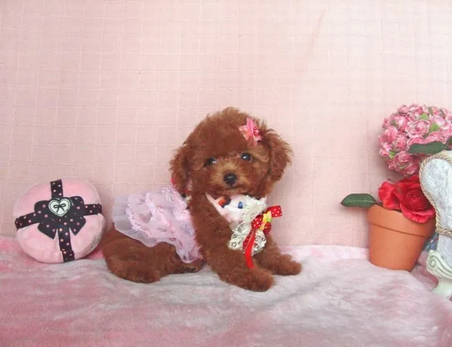 ID:1307-00505の子犬