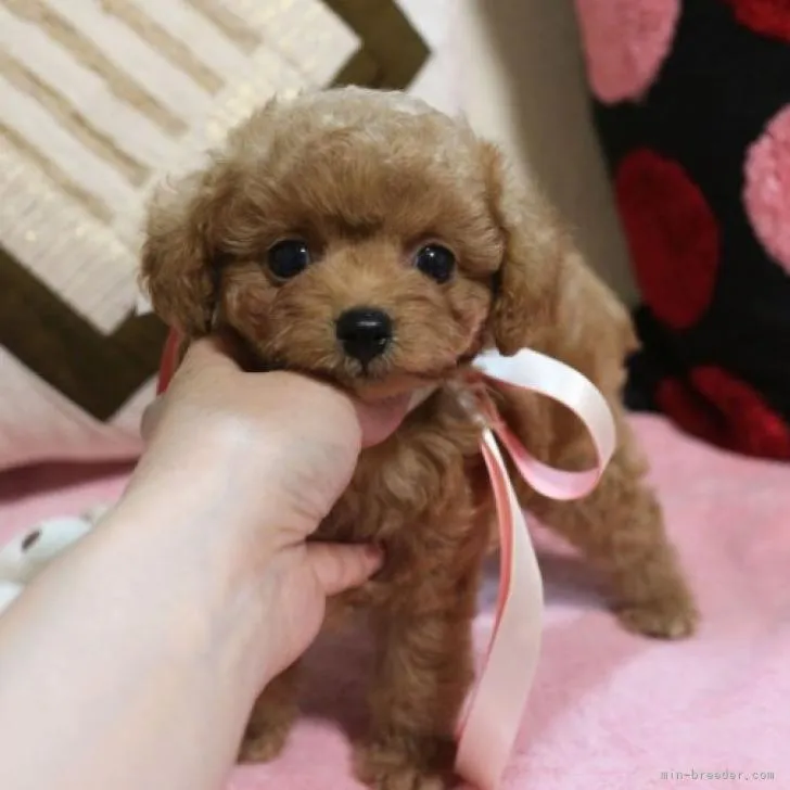 ID:2211-01595の子犬