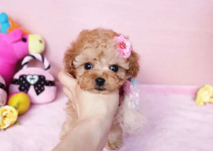 ID:1502-00249の子犬