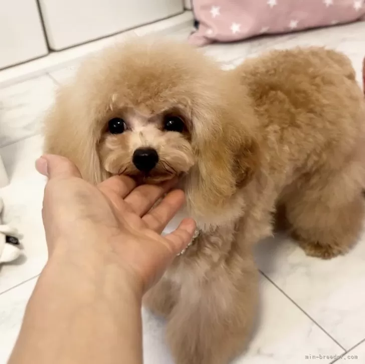 ID:2404-03042の子犬