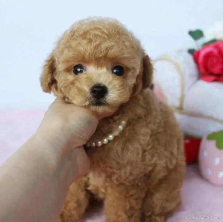 ID：2208-03839の子犬