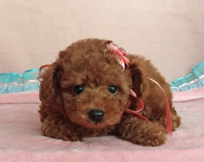 ID:1410-01027の子犬