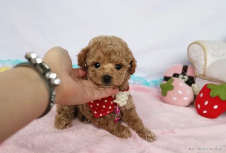 ID:1804-01525の子犬