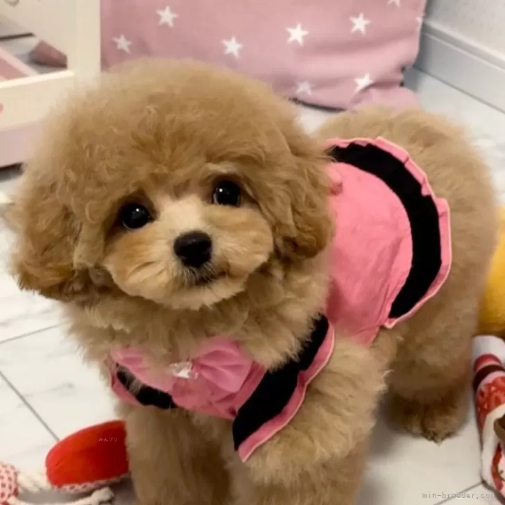 ID：2311-00992の子犬