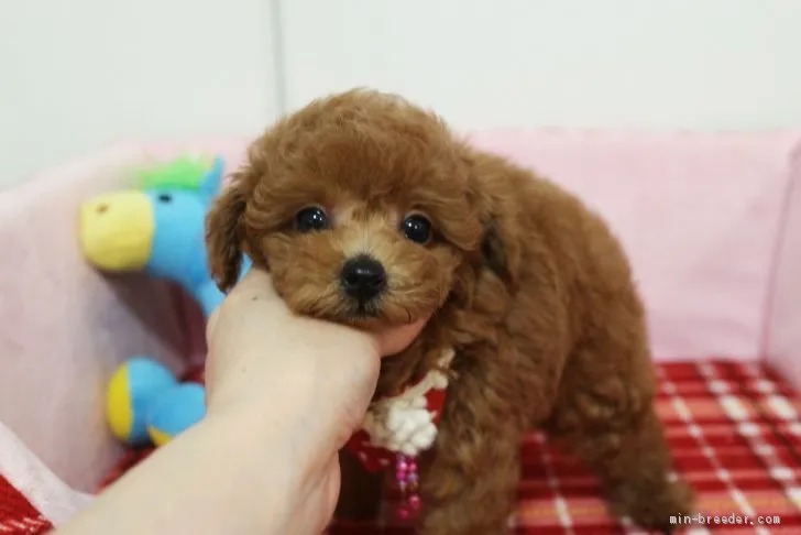 ID：1906-03264の子犬