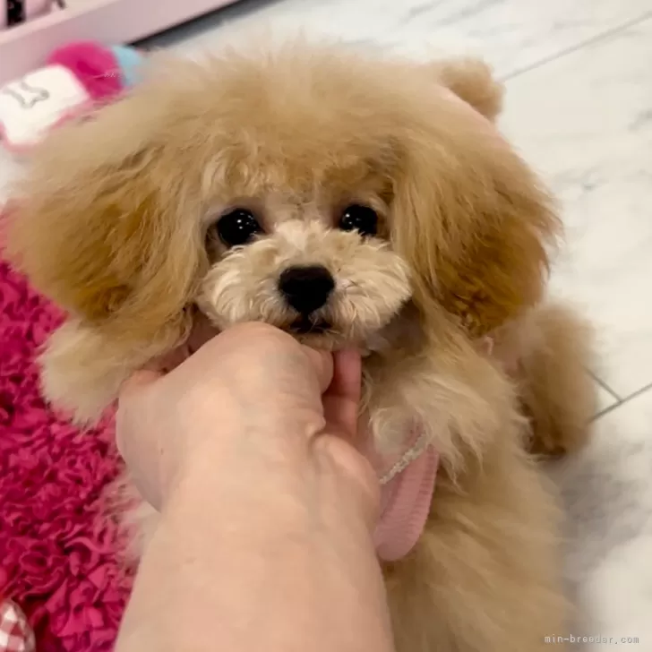 KOZZ 様のお迎えした子犬