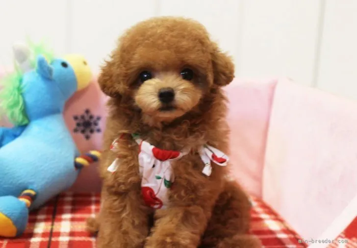 ID:2107-03186の子犬
