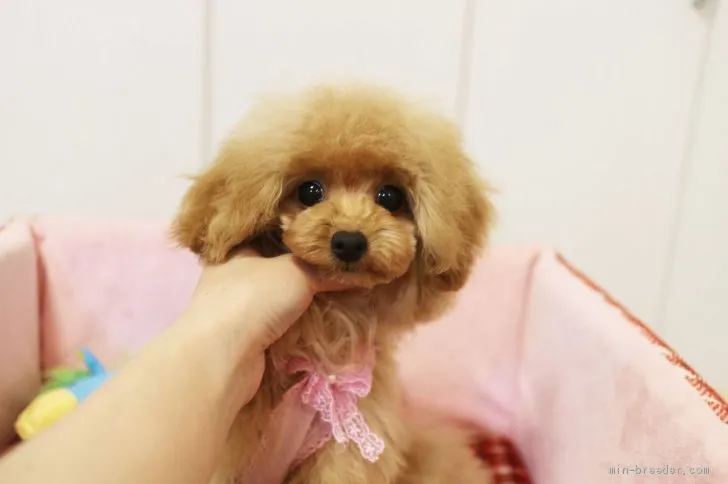 ID:1910-00547の子犬