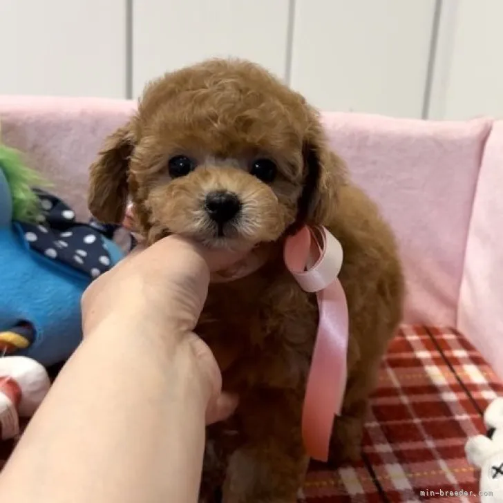 ID:2304-02972の子犬