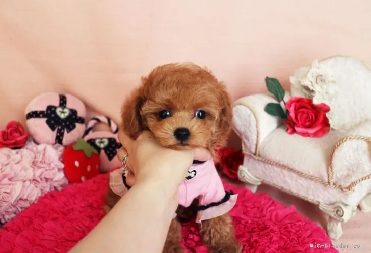 ID:1711-00223の子犬