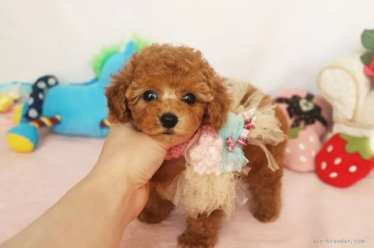 ID:1912-01355の子犬