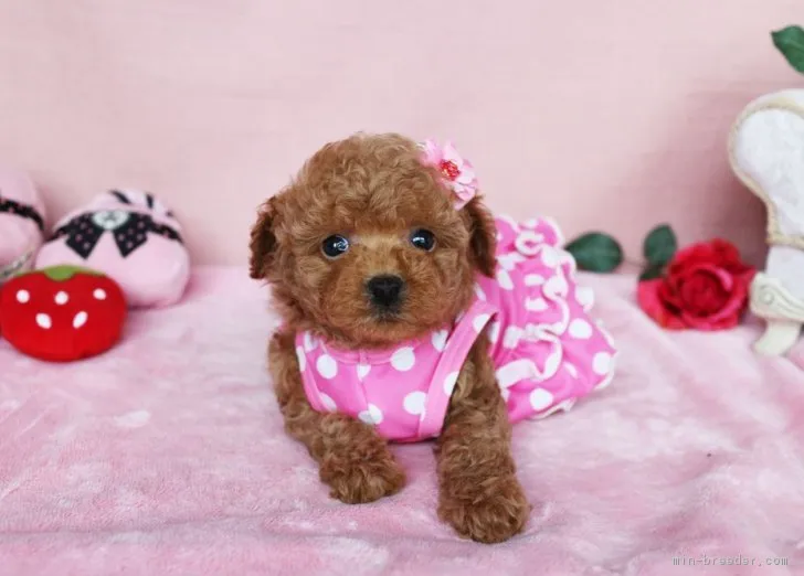 ID:1704-00636の子犬
