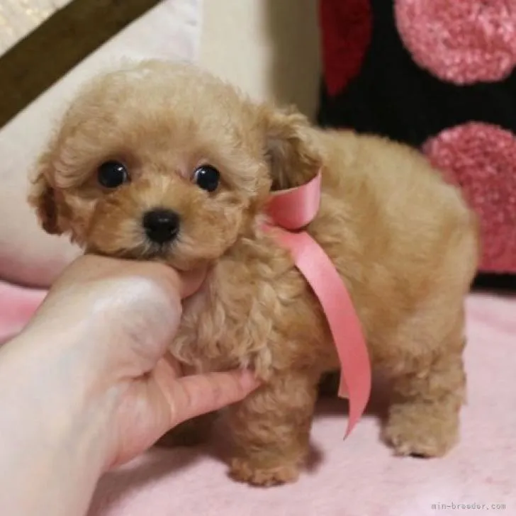 ID:2211-01597の子犬