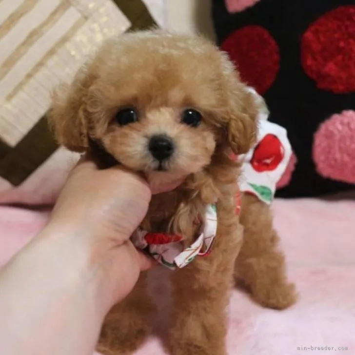 ID:2211-03090の子犬