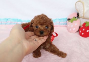 トイプードル(ティーカップ)【徳島県・男の子・2018年5月3日・レッド】の写真「♥愛らしいお目め・超可愛い男の子♥濃いレッド♥　」