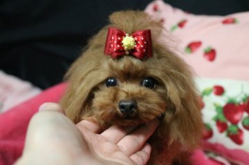 トイプードル(ティーカップ)【徳島県・女の子・2016年7月17日・レッド】の写真「♥極小ティーカップ確定♥超可愛い女の子です♪♪」