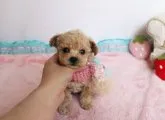 ティーカッププードル【徳島県・男の子・2018年11月2日・アプリコット】の写真1