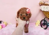 タイニープードル【徳島県・男の子・2015年12月19日・レッド】の写真1「成人犬時は、2.0kg台のタイニーサイズ予想の男の子です。」