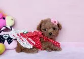 ティーカッププードル【徳島県・女の子・2014年12月15日・レッド】の写真2「❤成犬時は、ティーカップサイズ予想です。」