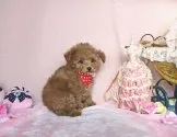 ティーカッププードル【徳島県・男の子・2013年10月25日・アプリコット】の写真3「❤成犬時は、（1.8kg程度） ティーカップサイズ予想。　　　」