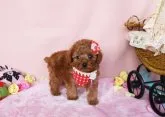 タイニープードル【徳島県・男の子・2015年12月19日・レッド】の写真5「大変健康に育っています。」