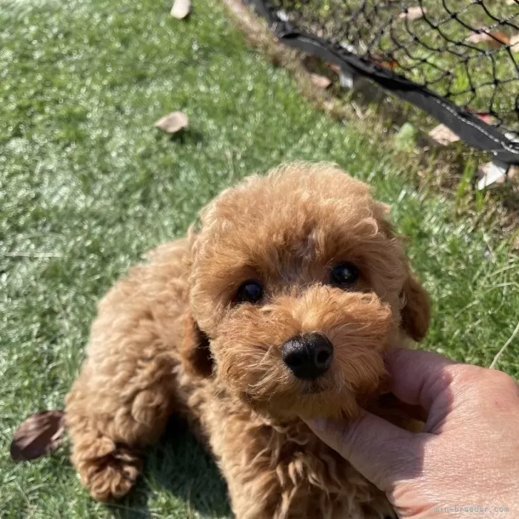 ID：2412-03114の子犬