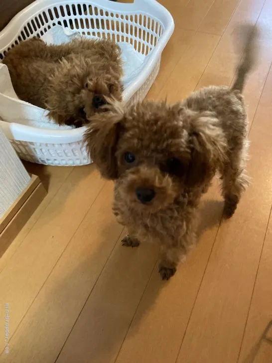 ID:2109-00110の子犬