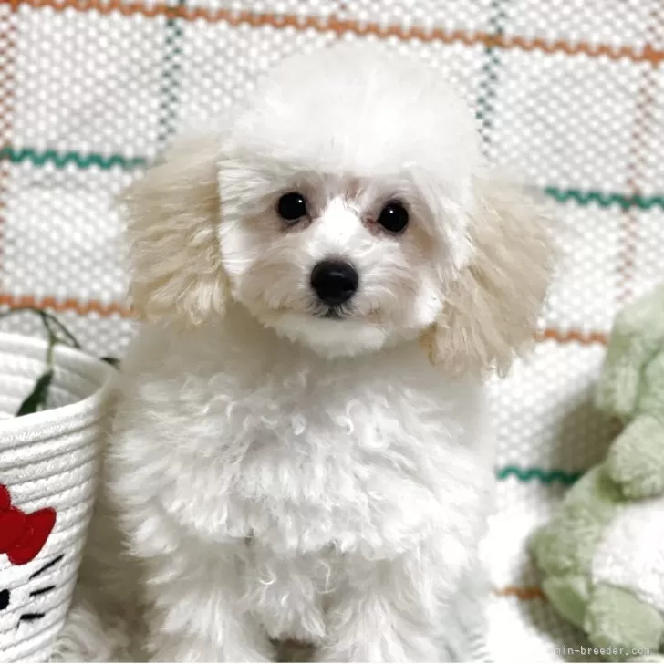 ID：2505-02363の子犬