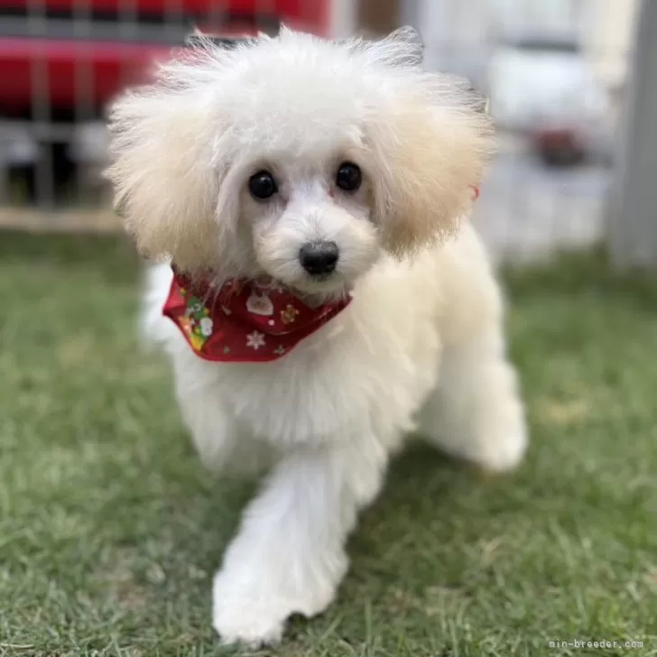 ID:2408-00555の子犬