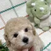 タイニープードル