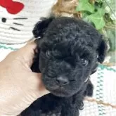 タイニープードル