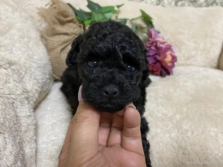 ID:2105-02592の子犬