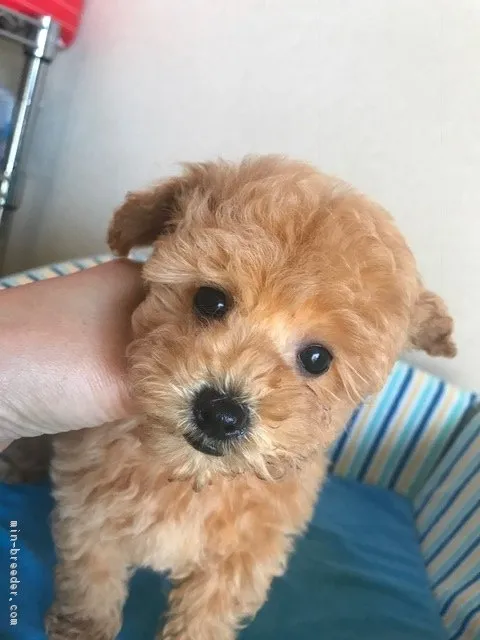 ソラちゃん 様のお迎えした子犬