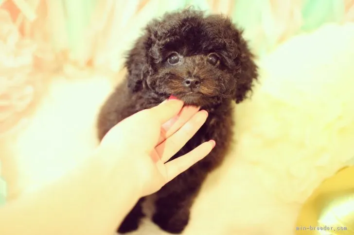 あおそら 様のお迎えした子犬