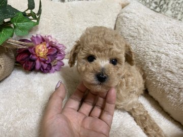 トイプードル(タイニー)【兵庫県・男の子・2021年4月14日・クリーム】の写真「タイニーサイズモコモコなクリームの男の子」