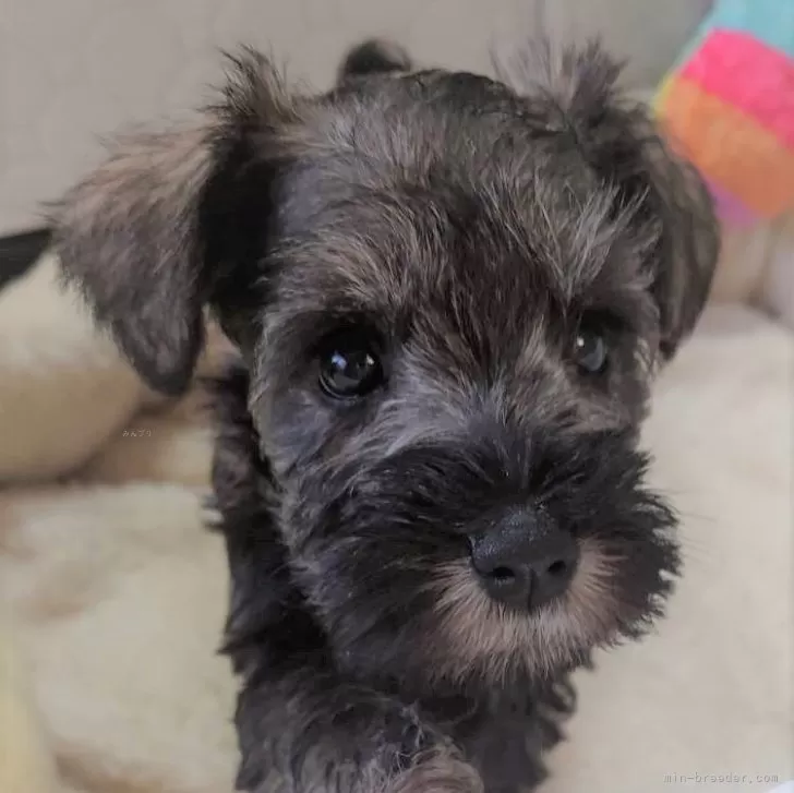 ID:2501-07017の子犬