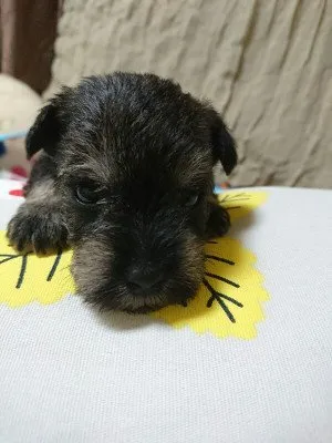 ID：1707-01746の子犬