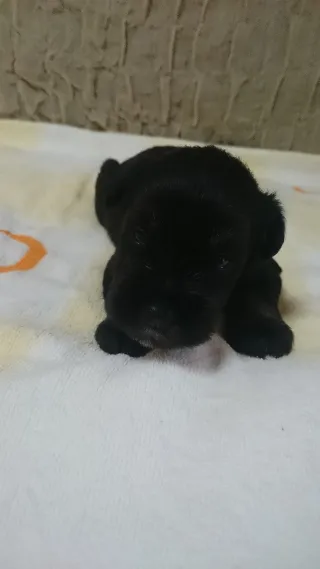 ID：1607-01712の子犬
