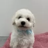 ビションフリーゼ【京都府・男の子・2024年11月26日・ホワイト】の写真1