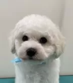 ビションフリーゼ【京都府・男の子・2024年11月26日・ホワイト】の写真2