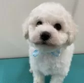 ビションフリーゼ【京都府・男の子・2024年11月26日・ホワイト】の写真3