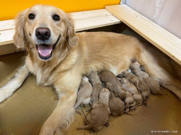 広々とした犬舎でゆっくりのんびり子育て中のママ☆｜宅間　枝美里(たくま　えみり)ブリーダー(千葉県・ゴールデンレトリバーなど・JKC登録)の紹介写真7