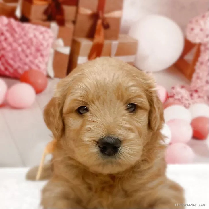 ID:2505-02085の子犬